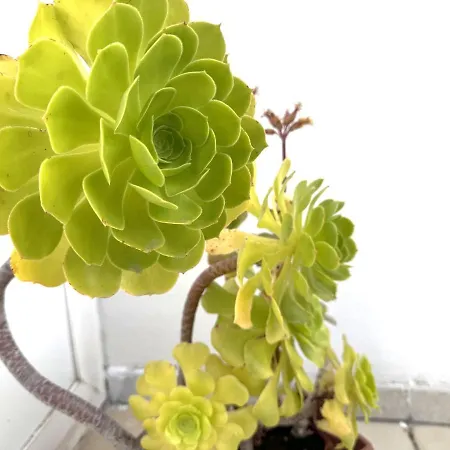 Apartment Terrazza Visconti